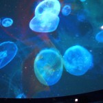 Niconico Planetarium 5th